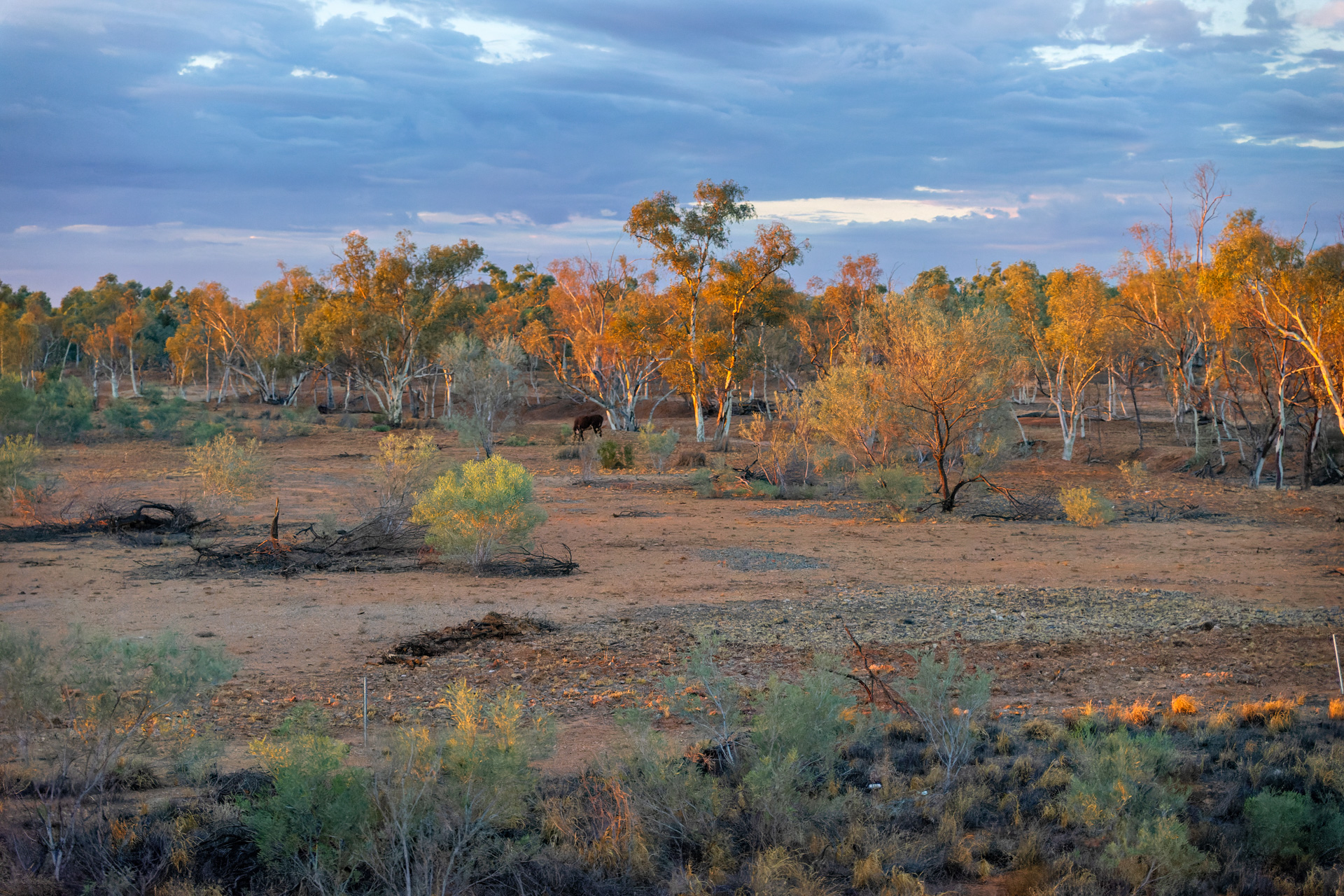 Morgentliche Stimmung auf dem Weg zum Uluru / Ayers Rock